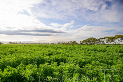 October 2022 / KANGAROO-FLAT-0460