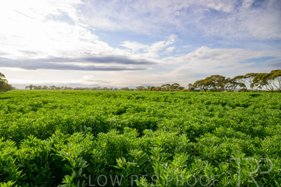 October 2022 / KANGAROO-FLAT-0461