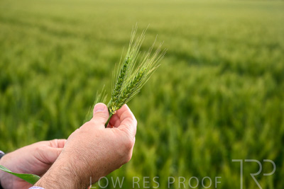 October 2022 / KANGAROO-FLAT-0977