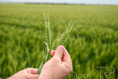 October 2022 / KANGAROO-FLAT-0979