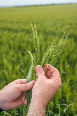 October 2022 / KANGAROO-FLAT-0981