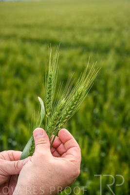 October 2022 / KANGAROO-FLAT-0982