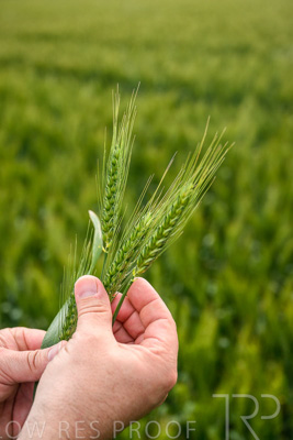 October 2022 / KANGAROO-FLAT-0983