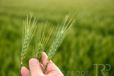 October 2022 / KANGAROO-FLAT-0986