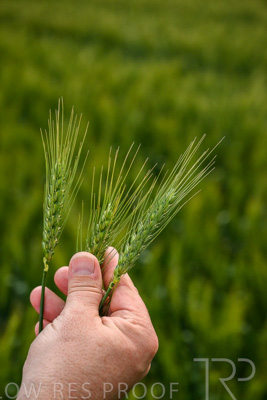 October 2022 / KANGAROO-FLAT-0991