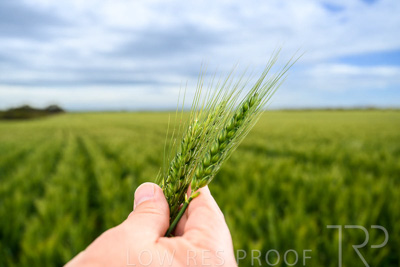 October 2022 / KANGAROO-FLAT-0996