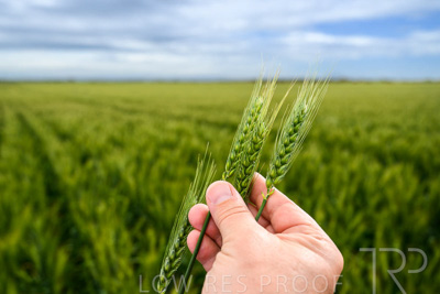 October 2022 / KANGAROO-FLAT-0999