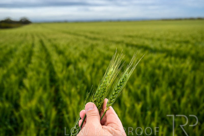 October 2022 / KANGAROO-FLAT-1002