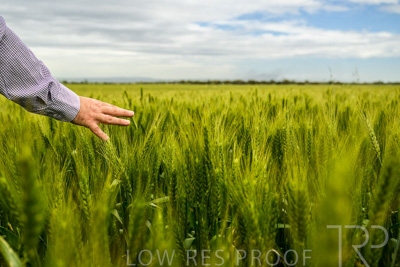 October 2022 / KANGAROO-FLAT-1027