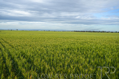 October 2022 / KANGAROO-FLAT-1045