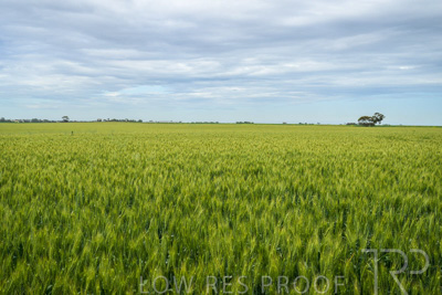 October 2022 / KANGAROO-FLAT-1047