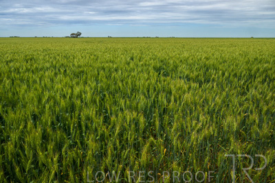 October 2022 / KANGAROO-FLAT-1051