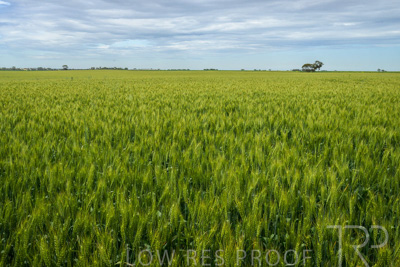 October 2022 / KANGAROO-FLAT-1053